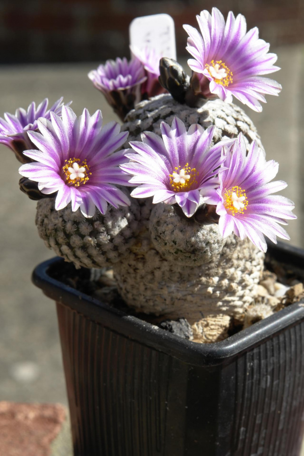 Turbinicarpus valdezianus