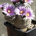 Turbinicarpus valdezianus