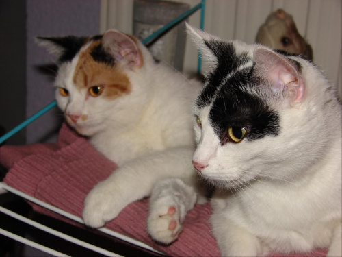 papużki nierozłaczki- Micziko i Tabita #koty