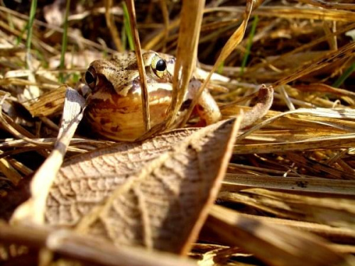 żaba się skrada... #żaba #natura #przyroda #płazy #wiosna