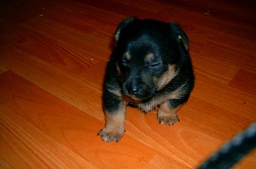 Piesek mojej babci 2.
Proszę o komentarze i oceny. #pies #szczeniak #mały #zwiężęta #natura