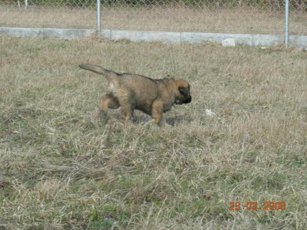 #psy #pies #lLeonberger