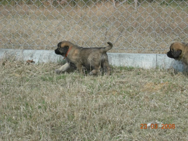 #psy #pies #Leonberger