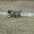 #psy #pies #Leonberger
