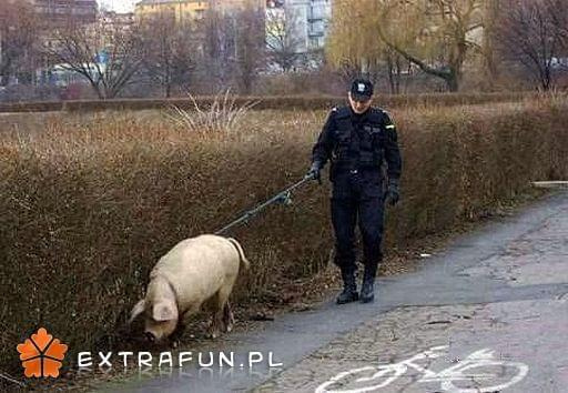 extrafun
