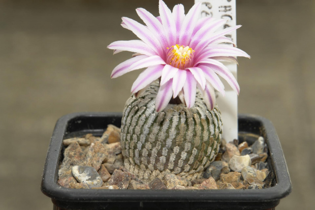 Turbinicarpus pseudopectinatus