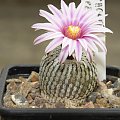 Turbinicarpus pseudopectinatus