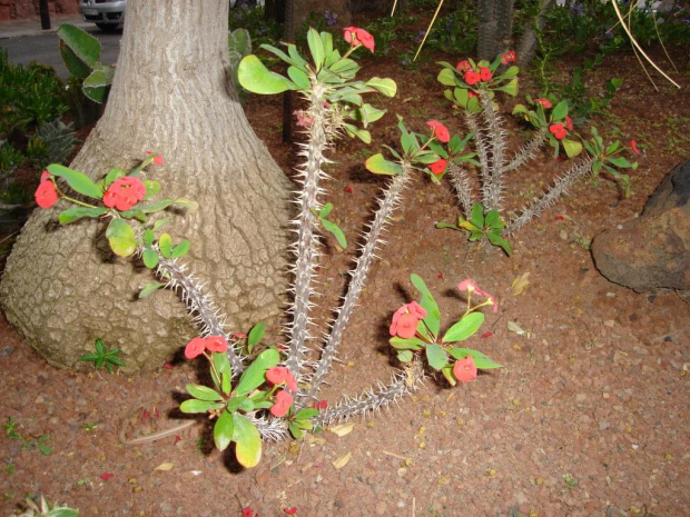 Kaktusy:) #roślinki #Kaktus #GranCanaria #egzotyczne #kwiaty