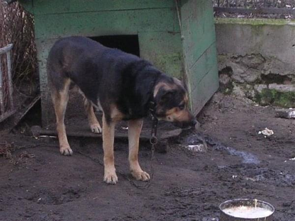 Mister został przywiązany na krótkim łańcuchu przy budzie, w błocie, z dala od człowieka. Dla niego to tragedia. Mister ma 2,5 roku i wiele do zaoferowania.
Mister pilnie szuka domu!!!!