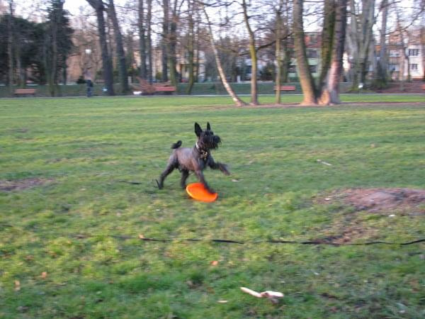 frisbee #pies