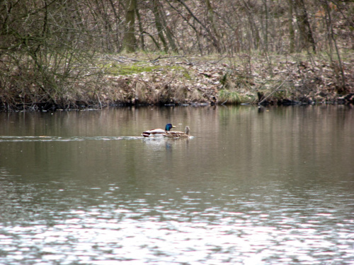 para krzyżówek #przyroda #natura #zwierzęta #ptaki #woda