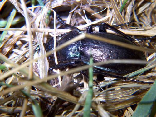 chrząszcz - Carabus
nemoralis (Biegacze) #przyroda #natura #zwierzęta #owady #chrząszcze #biegacze #makrofotografia