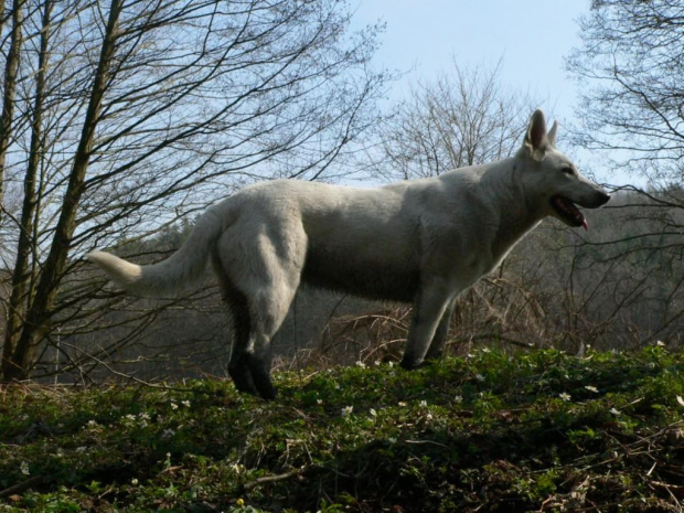 Hodowla Białego owczarka szwajcarskiego #BiałyOwczarekSzwajcarski