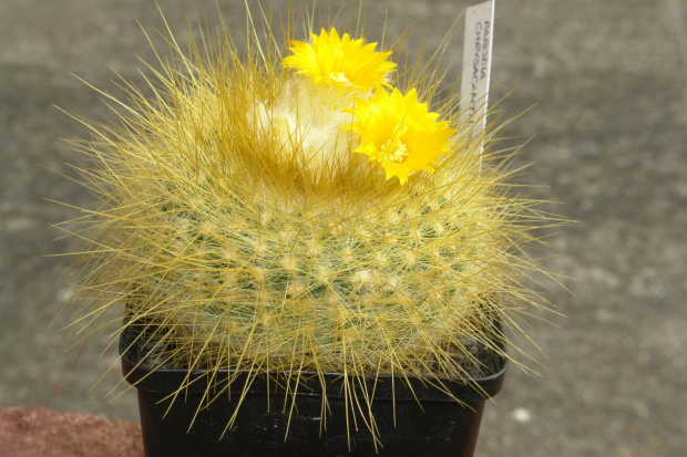 Parodia chrysacantion