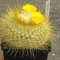 Parodia chrysacantion