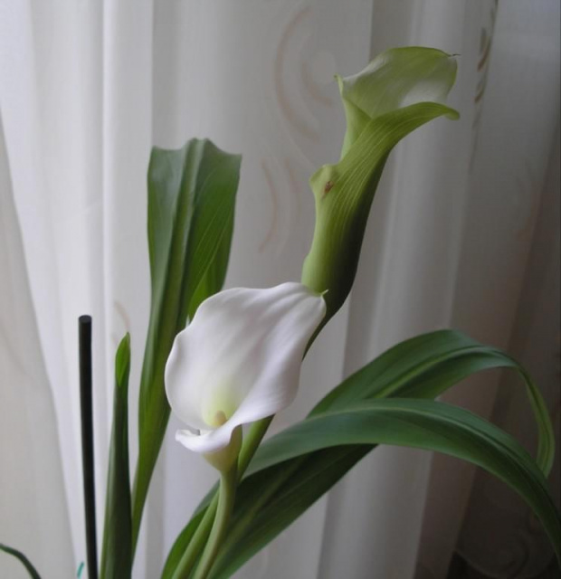 Calla #kwiatki #kwiaty