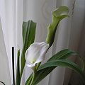 Calla #kwiatki #kwiaty