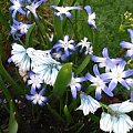 kwiaty wiosenne #kwiaty #wiosna