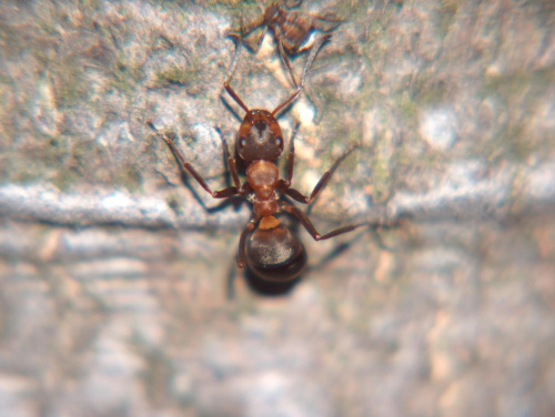makrofotografia - mrówka polująca na kleszcza #przyroda #natura #owady #zwierzęta #makrofotografia #mrówki