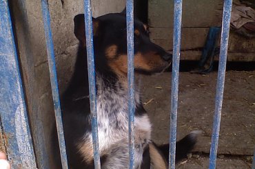 Sunia #pies #psy #mieszaniec