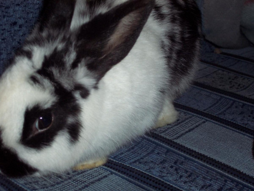 Trusia #królik #króliczek