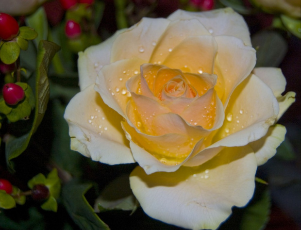 Roza. #kwiaty #roze