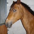 oskar
