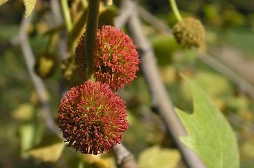 #łąka #rośliny #wiaty #drzewa