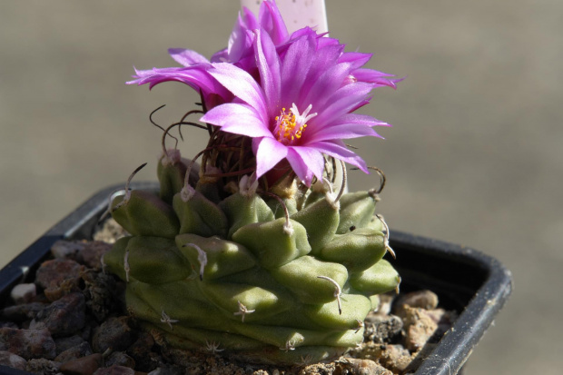 Turbinicarpus alonsoi