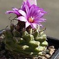 Turbinicarpus alonsoi