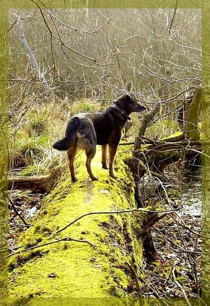 ...na bagnach... #pies #drzewo #bagna #natura