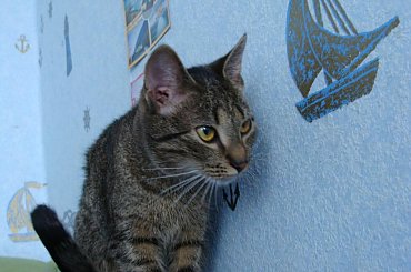 #kot #kotek #kotki #koty #koteczek #kicio #kotka #tiger