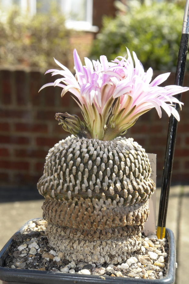 Turbinicarpus pseudopectinatus