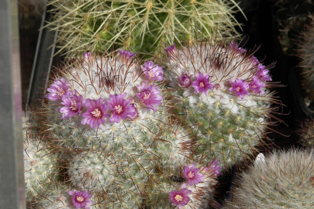 Mammillaria bombycina