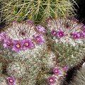 Mammillaria bombycina