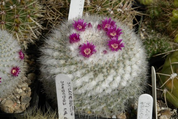 Mammillaria hahniana ssp woodsii