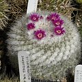 Mammillaria hahniana ssp woodsii