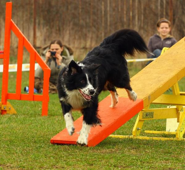 agility płock zawody 5-6.04.2008 psy