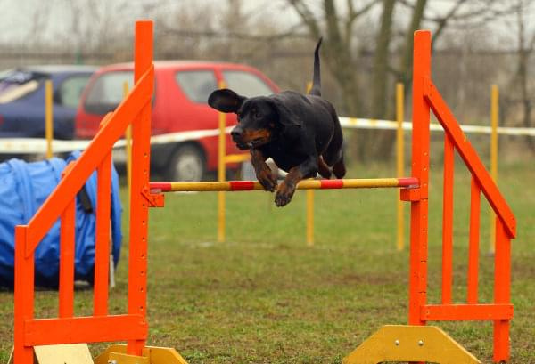 Zawody Agility Płock 5-6.04.2008 Psy