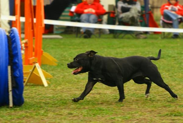 Zawody Agility Płock Psy