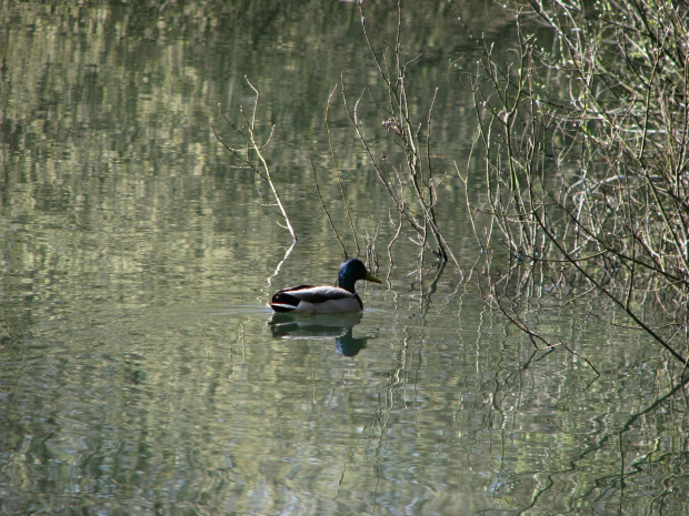 samiec krzyżówki #przyroda #natura #zwierzęta #ptaki #NadWodą #drzewa #staw #krajobraz