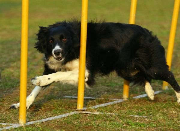 Zawody Agility Płock 5-6.04.2008 Psy