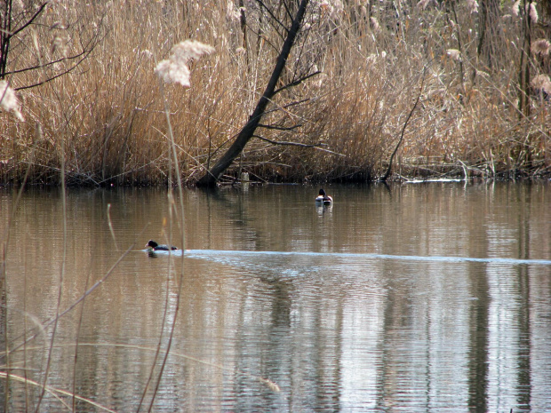 łyska i krzyżówka #przyroda #natura #zwierzęta #ptaki #NadWodą #drzewa #staw #krajobraz