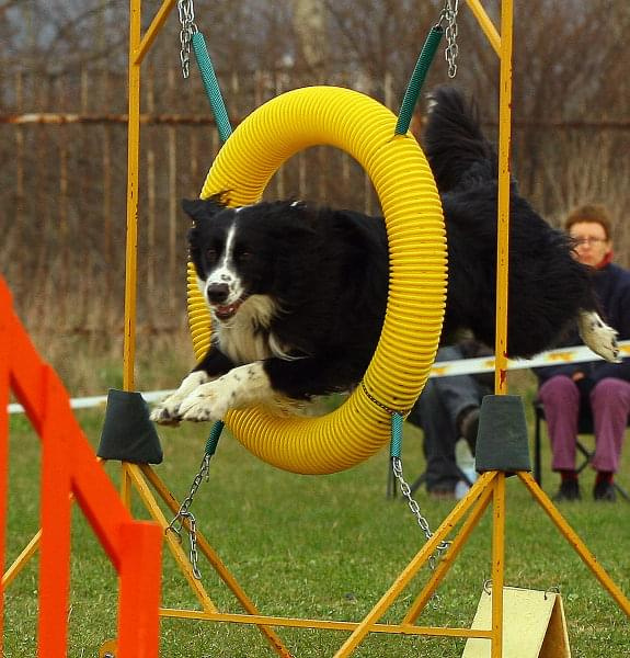 Agility Płock Zawody 5-6.04.2008 Psy