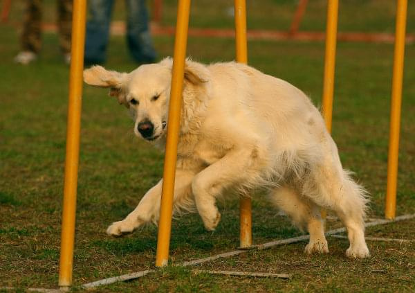 Zawody Agility Płock 5-6.04.2008 Psy