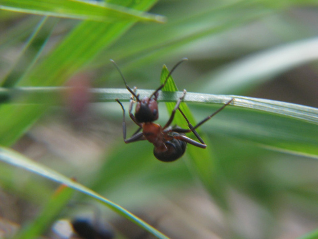 mrówka w makrofotografii #przyroda #natura #zwierzęta #owady #mrówki #rudnica #makrofotografia