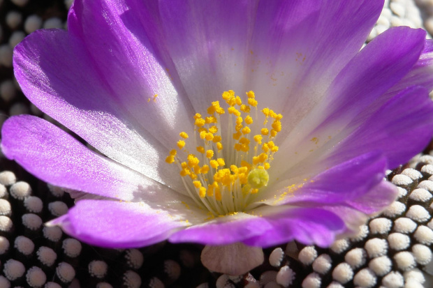 Mammillaria luethyi