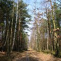 Gdzieś w lesie na terenie Nadleśnictwa Kaletnik gm. Koluszki #Koluszki #las #NadleśnictwoBrzezinyKaletnik