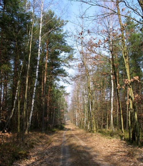 Gdzieś w lesie na terenie Nadleśnictwa Kaletnik gm. Koluszki #Koluszki #las #NadleśnictwoBrzezinyKaletnik