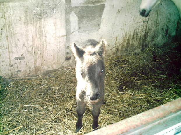 malutka Puenta-zdjęcie z dnia jej narodzin